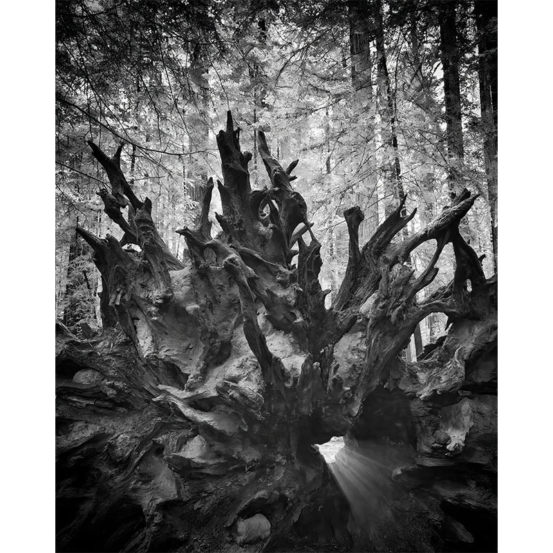 Redwood Roots in Black and White small.jpg