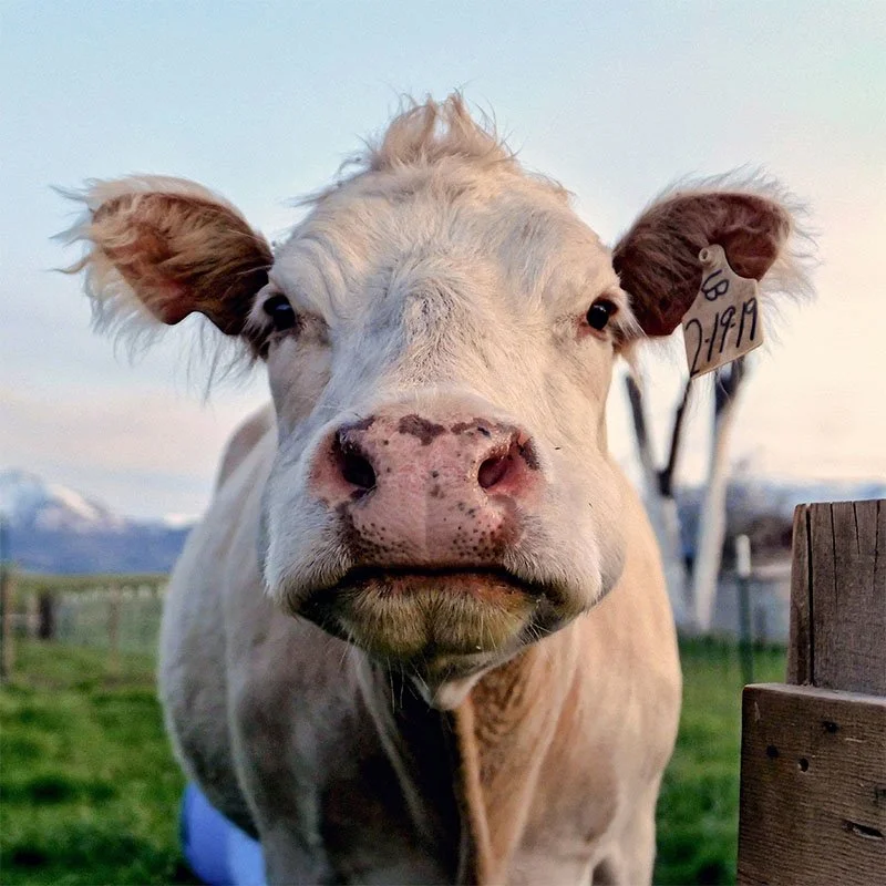 Unamused Cow Final FR copy 2 small.jpg