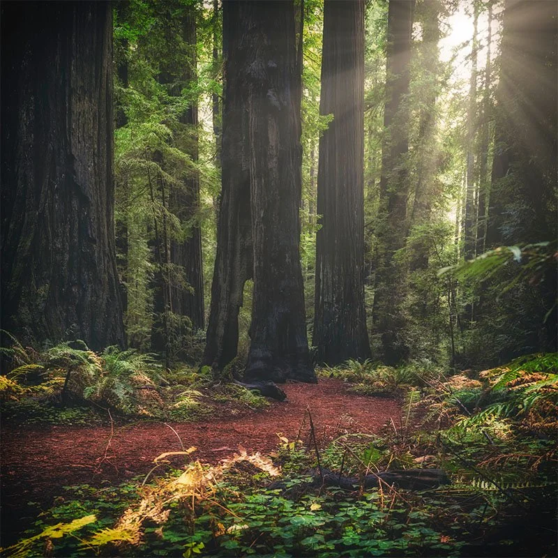 Redwood Forest Trail FR copy 2 small.jpg
