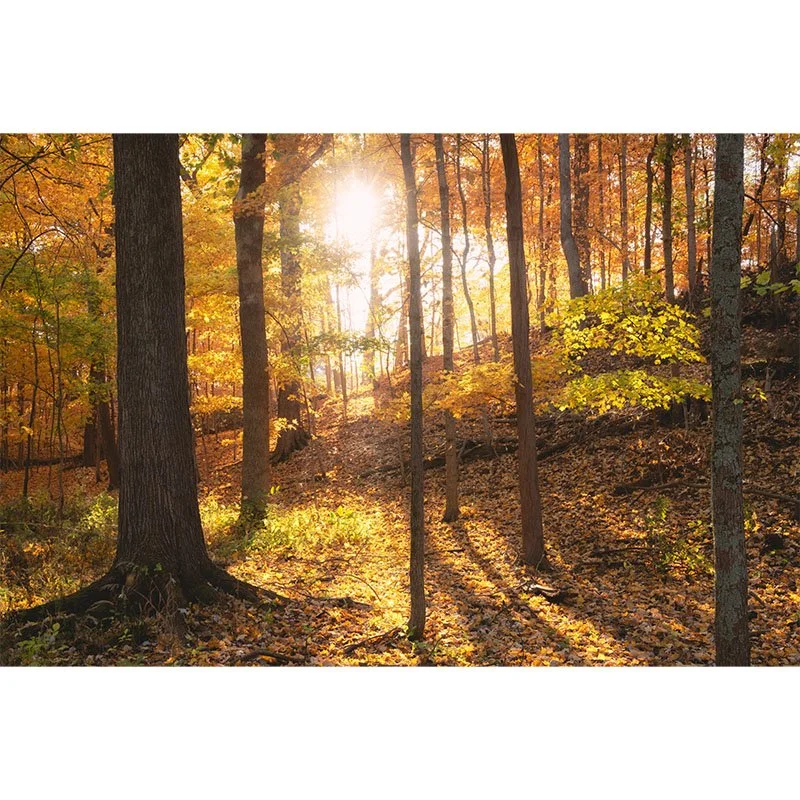 Illinois Autumn Forest Sunrise Small.jpg