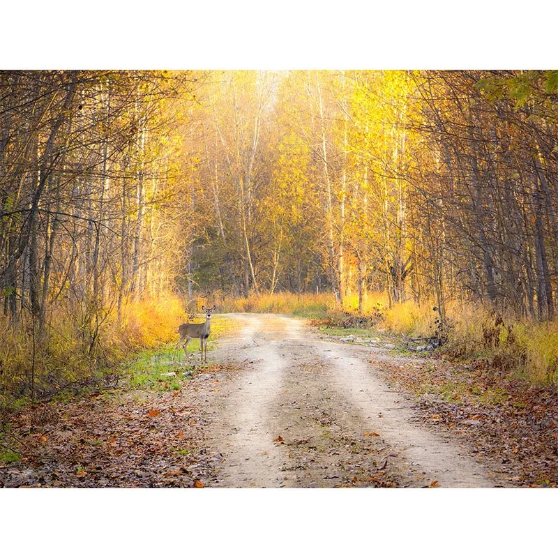 Deer on the Trail
