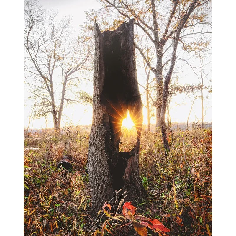 Lightning tree sunset fr copy 5 small.jpg