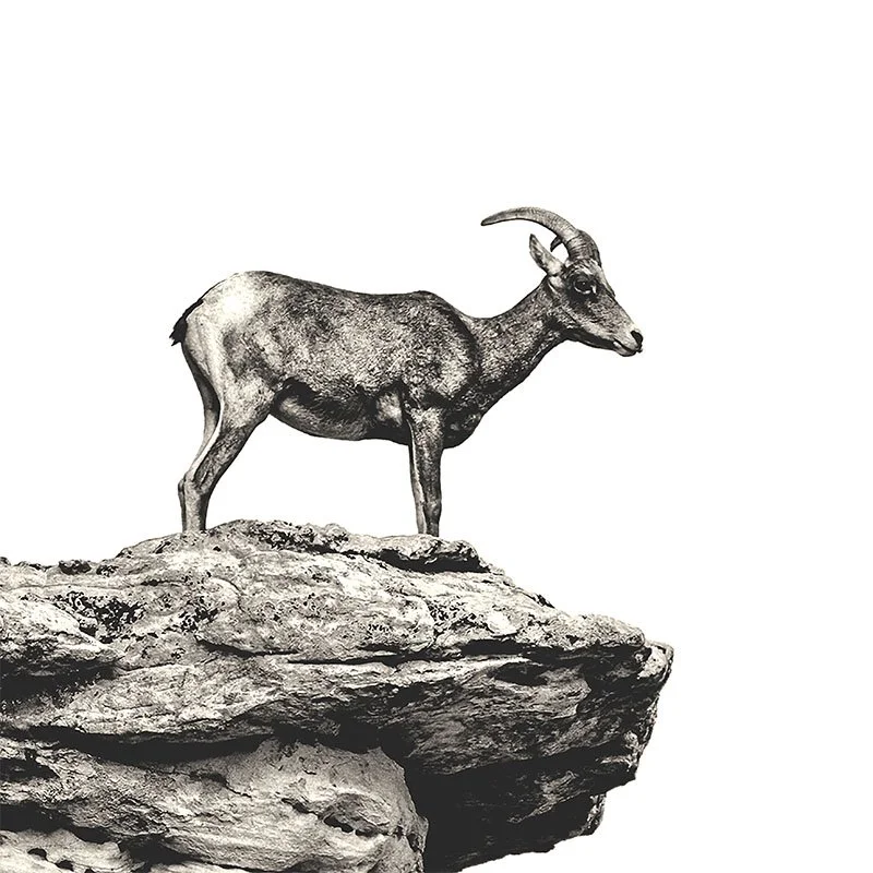 Bighorn On a Rock