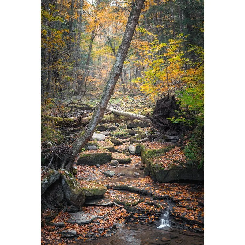 Stoddard Creek small.jpg