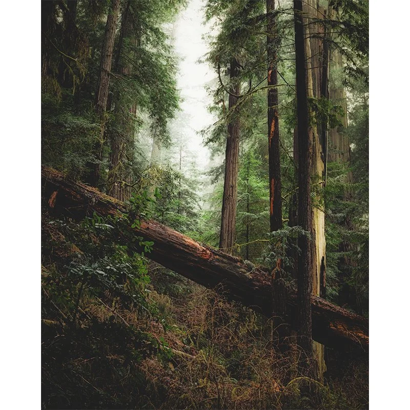 Rainy Day in the Redwoods Small.jpg