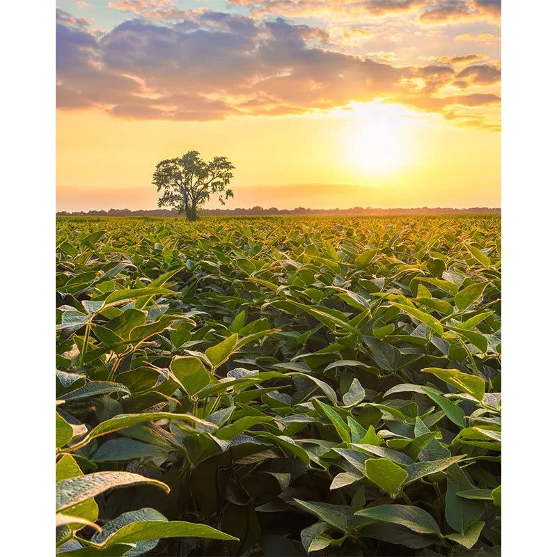 Soybean Field Sunset New FR 2 copy 3 small.jpg