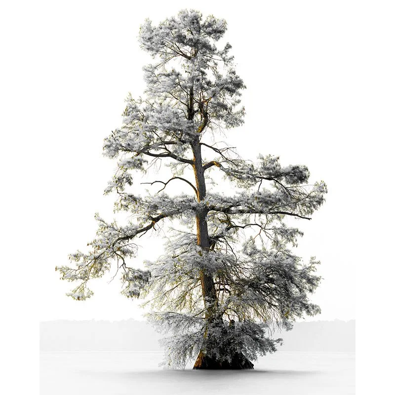 Tennessee Cypress Tree