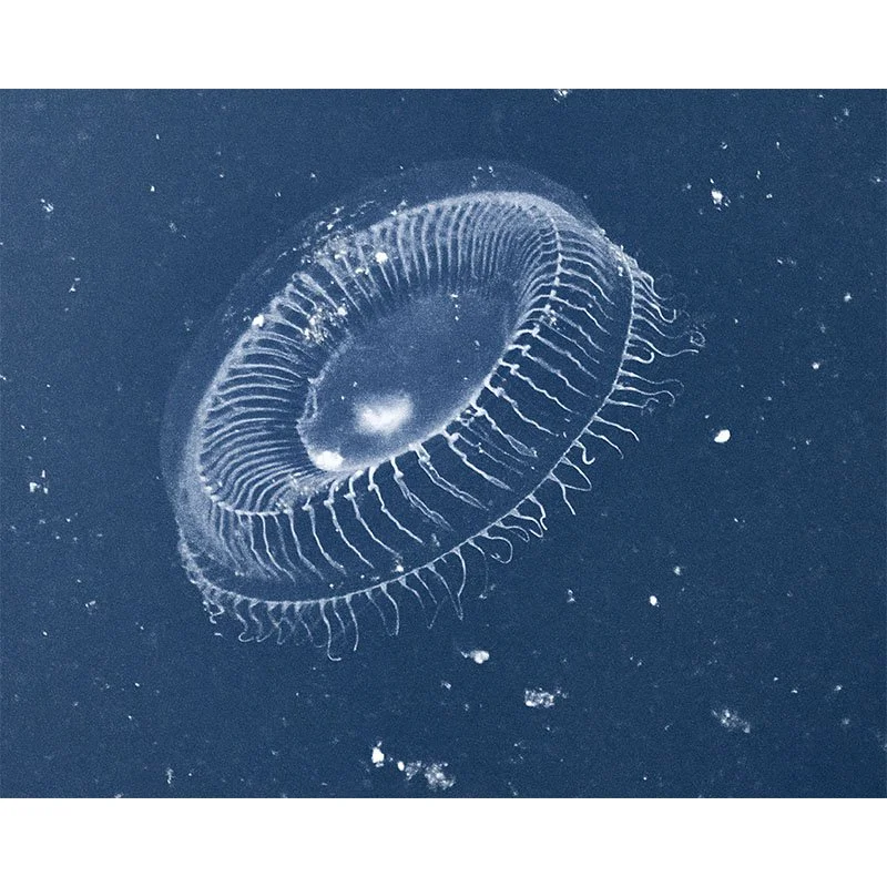 jellyfish small.jpg