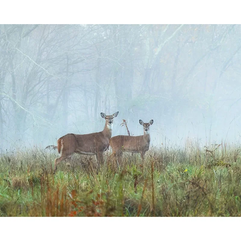 Two Deer in Field FR copy 2 small.jpg