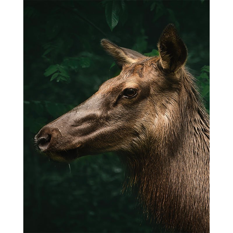 Elk Portrait