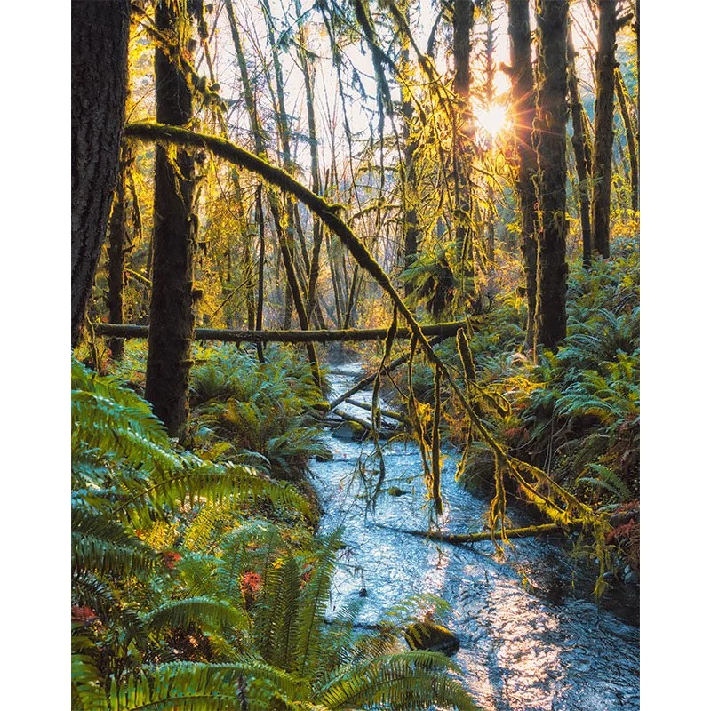 Lost Man Creek copy small.jpg