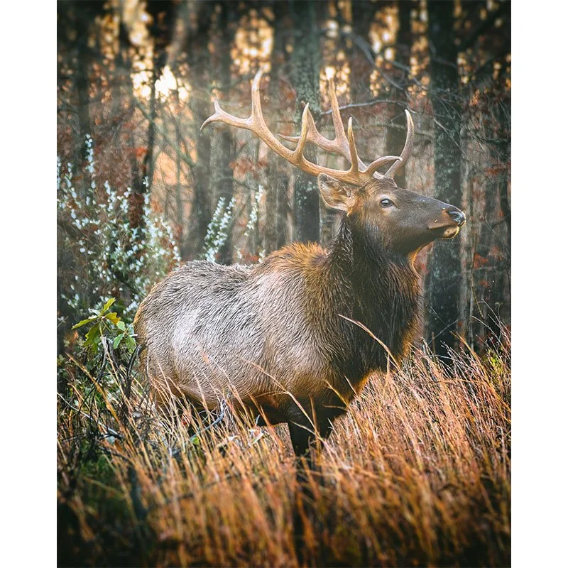 Kentucky Bull Elk copy Final copy small.jpg