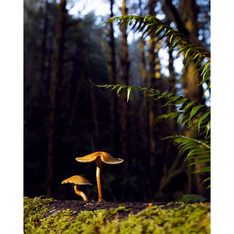 Lost Man Mushrooms copy small.jpg