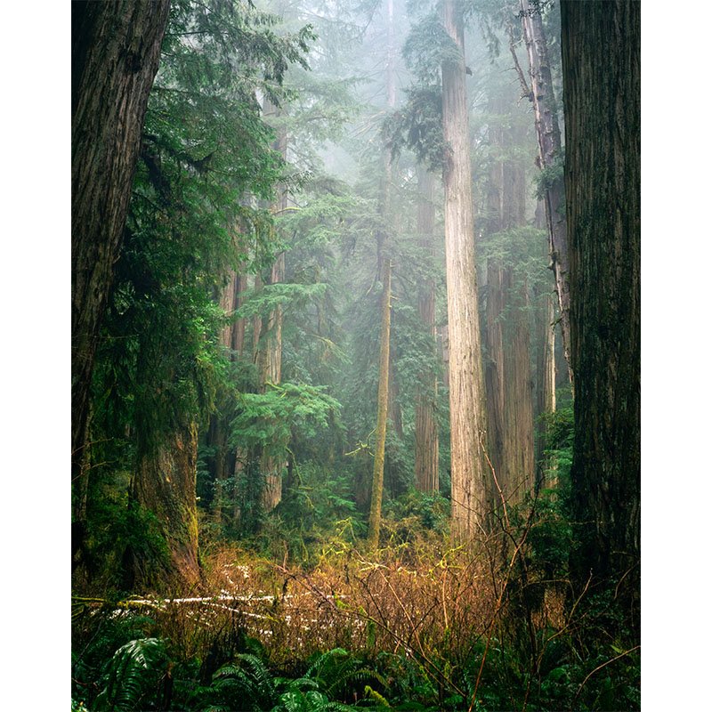 Moody Redwood Forest FR copy 3 small.jpg