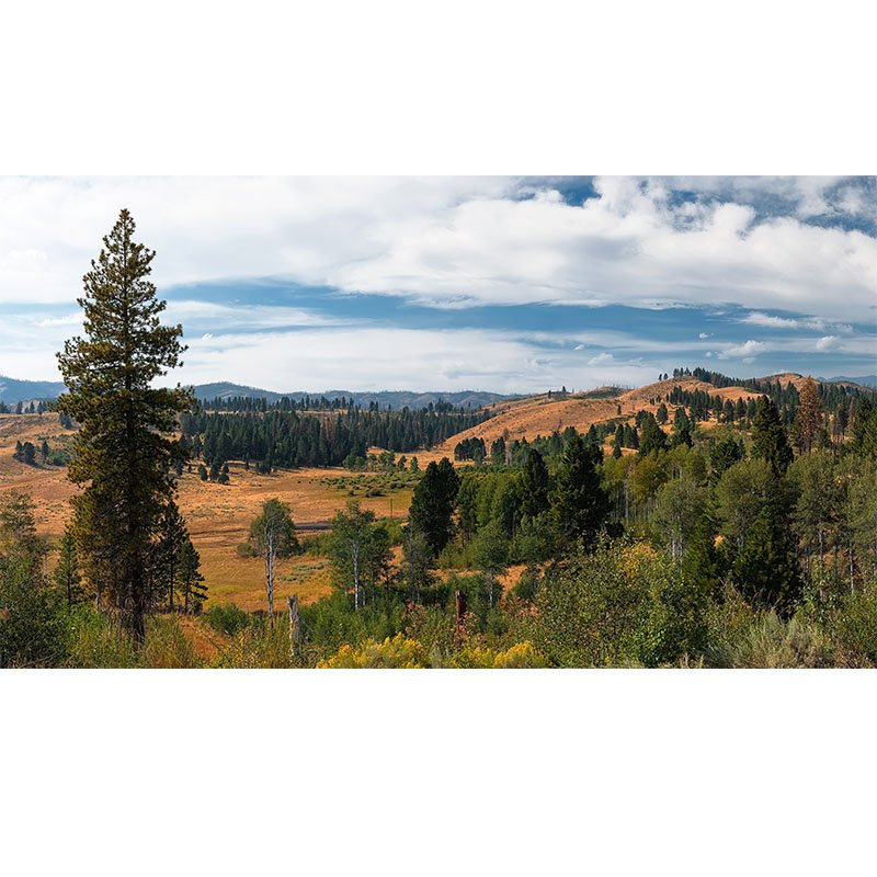 Idaho Forest Overlook