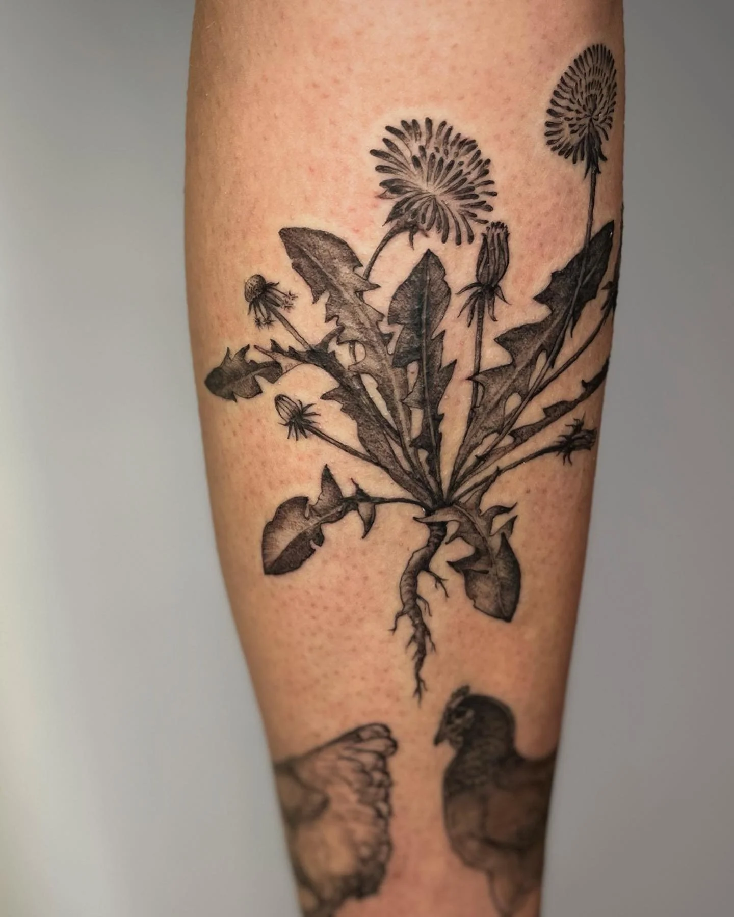 Had so much fun adding to Taylor&rsquo;s beautiful collection! Dandelion phases above some fab healed chickens by @hen.wife 
Thanks Taylor!! @4th.fromthesun 

Made @moonrise.tattoo 

#botanicaltattoo #floraltattoo #dandeliontattoo #planttattoo #flowe