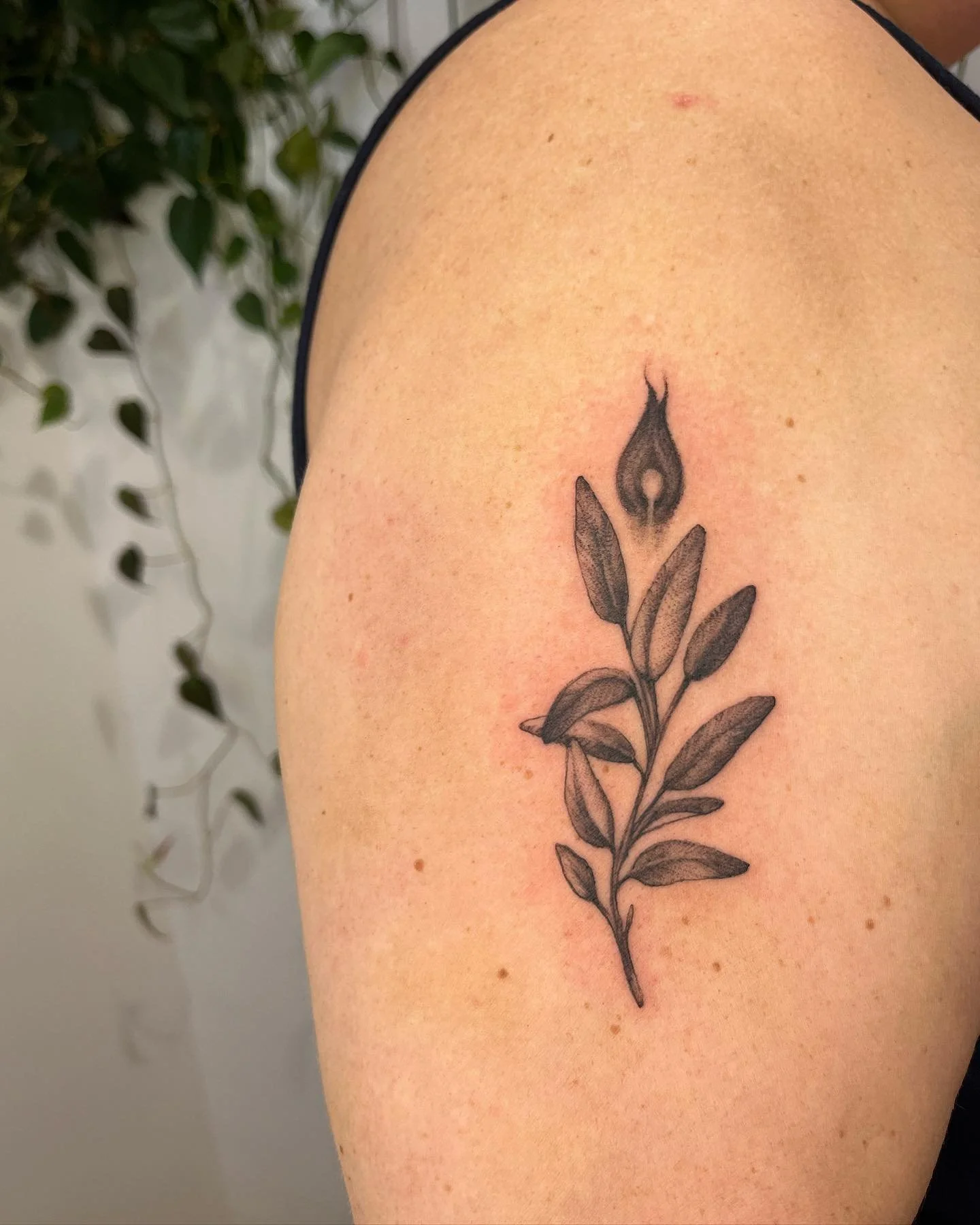 Little flaming sage for @gayliotta&hellip;love adding to their growing botanical collection. Based on a drawing by @valkaurie88 🌿
Above a cilantro we did a little over a year ago, swipe to see it healed. 

Made @moonrise.tattoo 

#botanicaltattoo #f