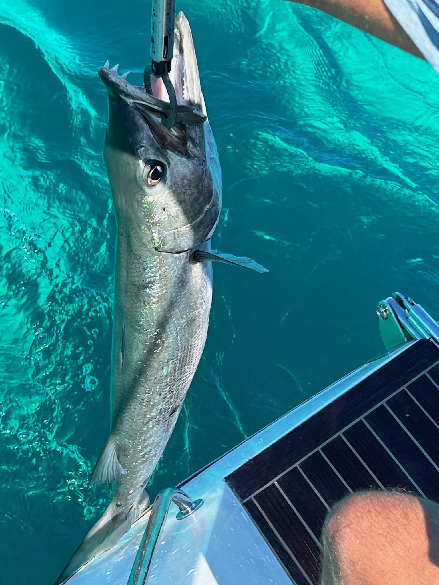 Released barracuda, but still fun.