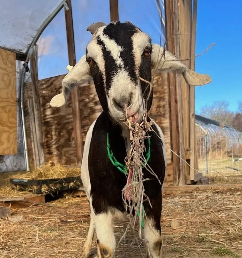 Goats at Gather Farm