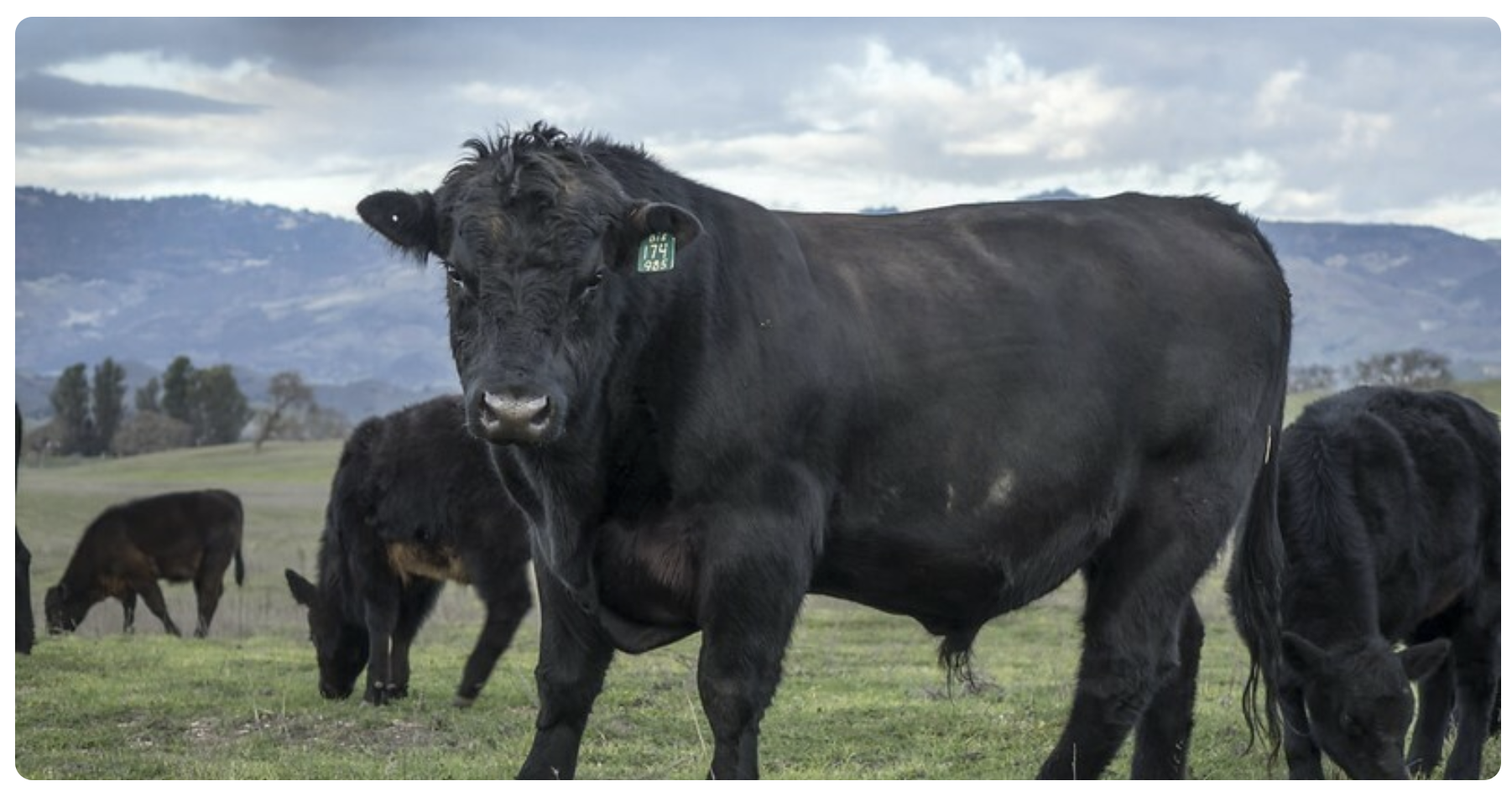 Cows are Cool