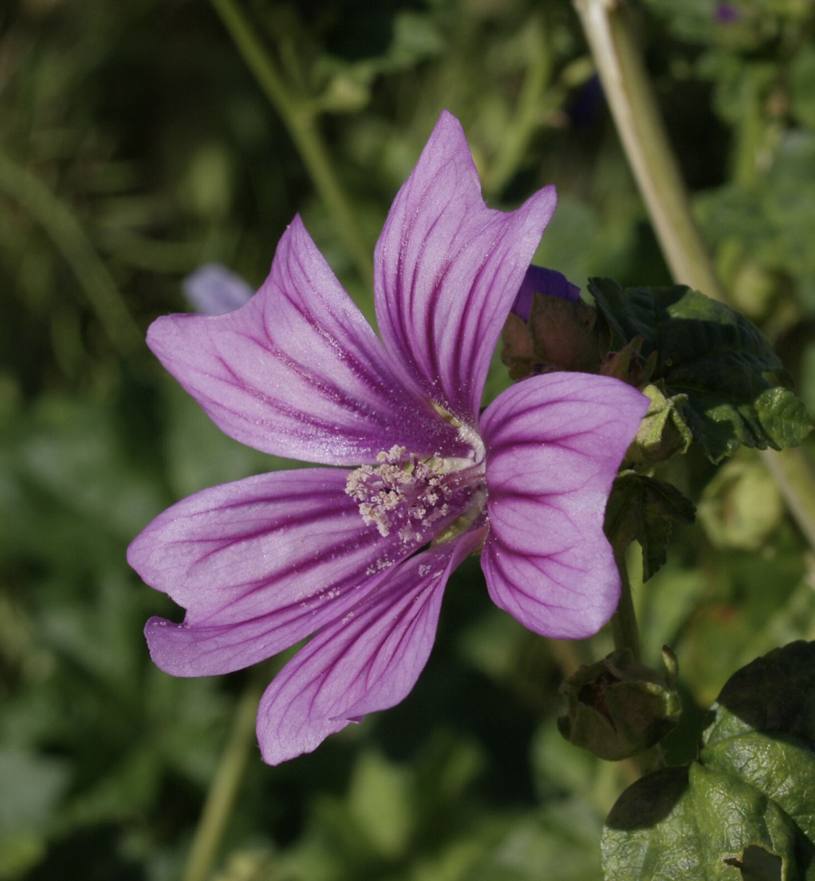 mallow flower.png