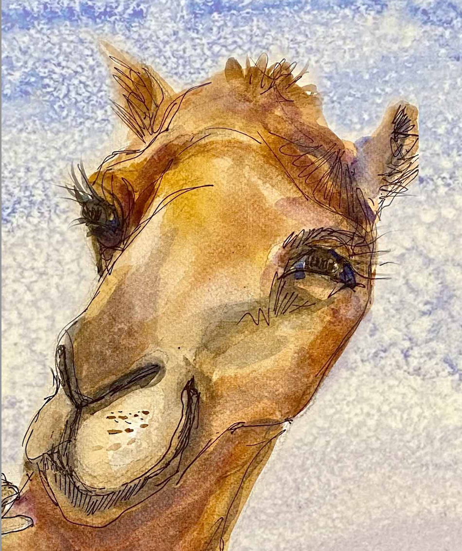 THE STORY OF A CAMEL