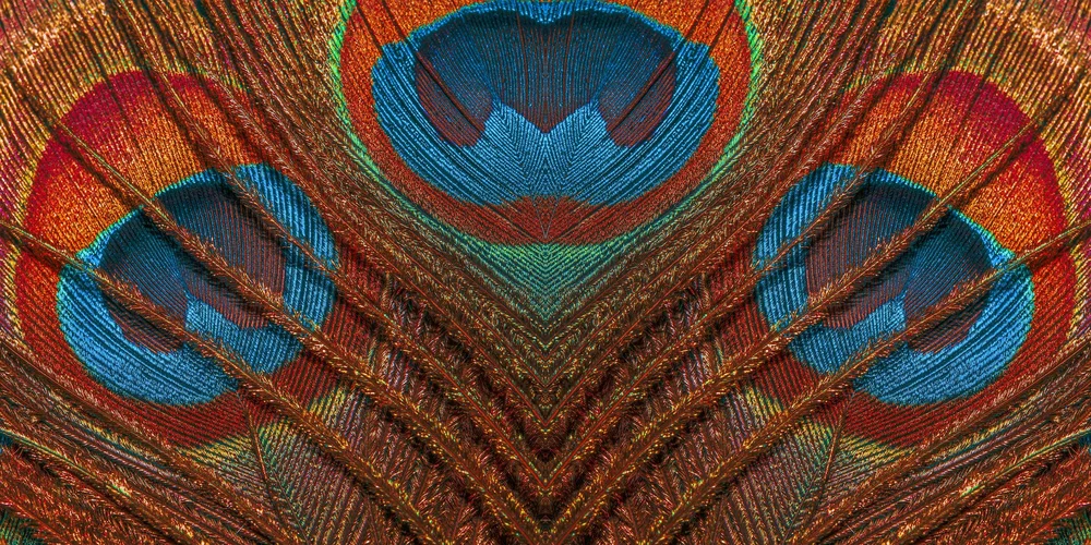 Get to Know Joann — Joann Howeth