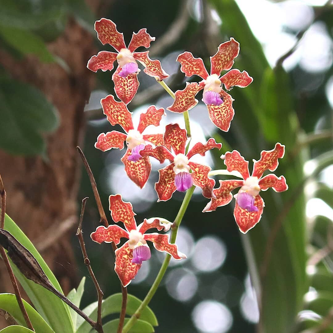 We pick things off right where we left them. Orchids! Here is a Grey Orchid (Vanda tessellata) which is distributed in the Indian subcontinent. It is an epiphytic plant with thick succulent leaves and grows on trees. This was one easily 6-7m off the 