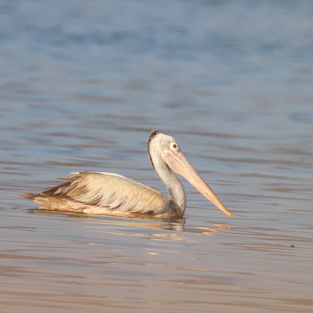 Spot billed Pelican (Pelecanus philippensis) is a species of pelican listed as Near threatened by the IUCN due to loss of habitat. However, Tirupati is blessed to have a good population of these birds visiting lakes close to human habitation. Have yo