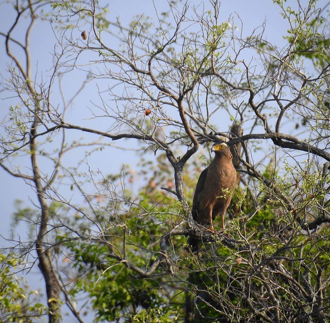Crested Serpent Eagle, Mamanduru, Andhra Pradesh

Photo by @the_mallubong

#tirupati #crestedserpenteagle
#eagle #tirupatibiodiversity #mamanduru
#raptors #raptortalons #birdsofprey #birdsoftheworld #birdsofasia #birdsofindiansubcontinent #ebird #bir