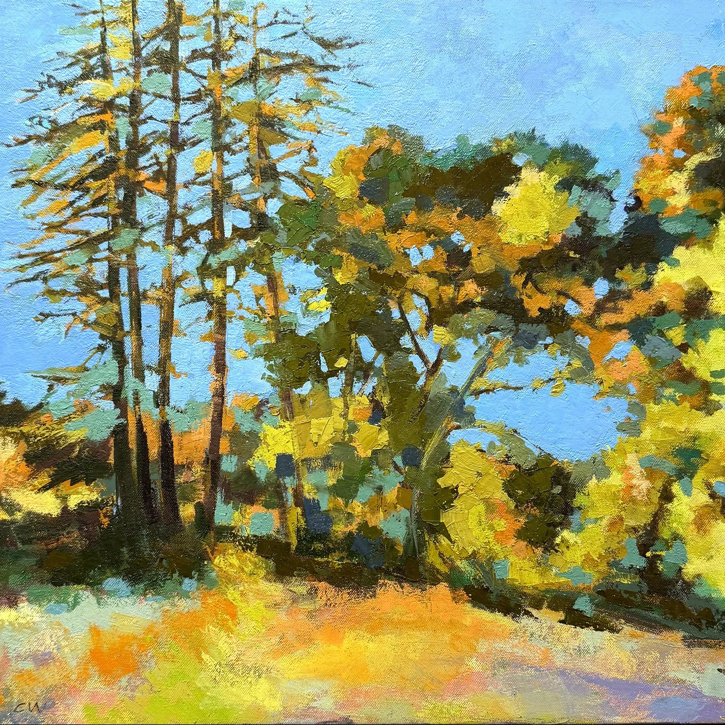 Cedar, Olive, & Redwood