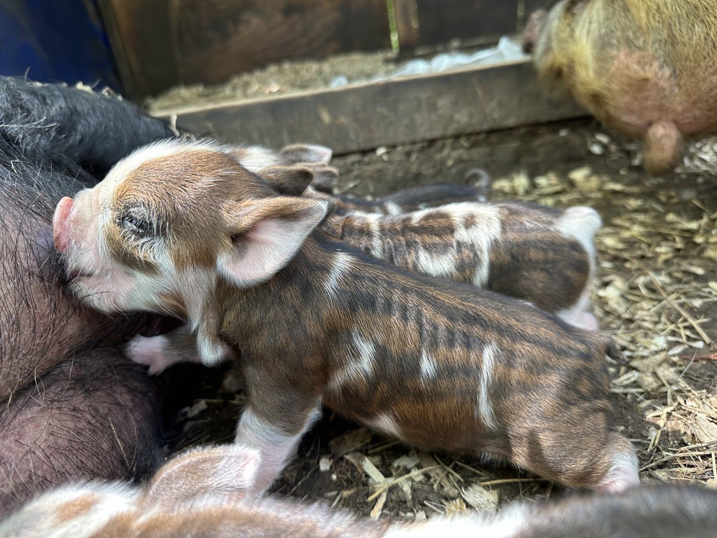 🌾🐷 Beautiful KuneKune gilts for sale! 🌾🐷

Are you or someone you know looking for pigs that thrive on pasture and bring a touch of charm to your farm? Look no further! We have 4 KuneKune gilts that will be the ideal choice for those seeking low-m