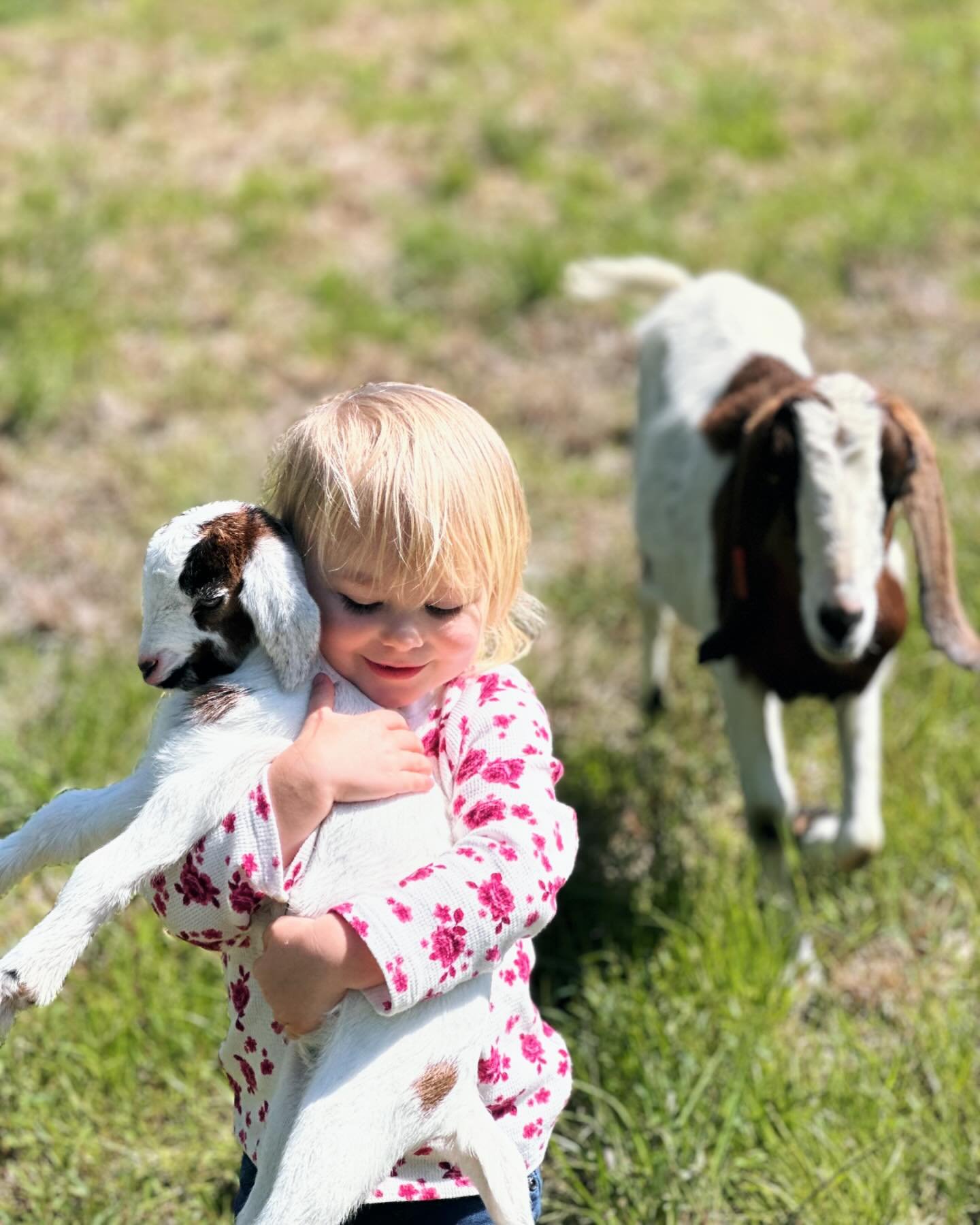 Spring continues to bring new life to the ranch. A sweet doeling joined the family from our Nubian Reba and Nigerian Dwarf Billy Ray. Welcome Patsy!  #mininubiangoatsofinstagram #mininubiandairygoats #nigeriandwarfgoats #nubian #goatsofinstagram #far