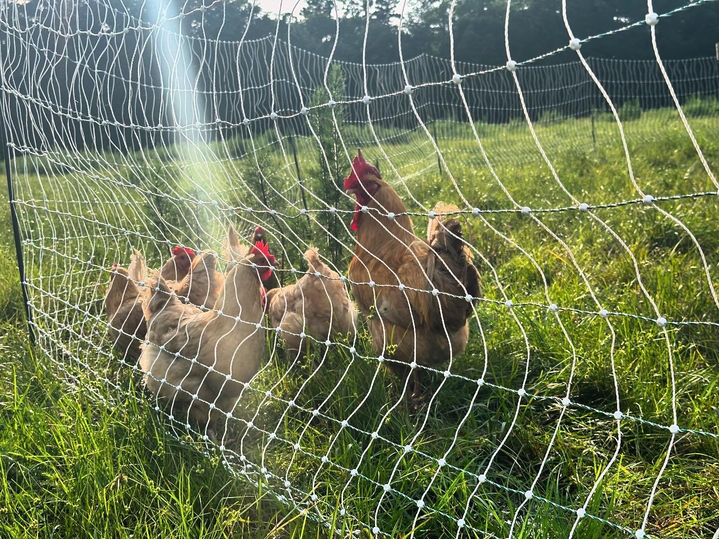 When you finally install poultry netting and the flock immediately shows their appreciation 🐓🌱#pasturedpoultry #poultrynetting #bufforpington @premier1supplies