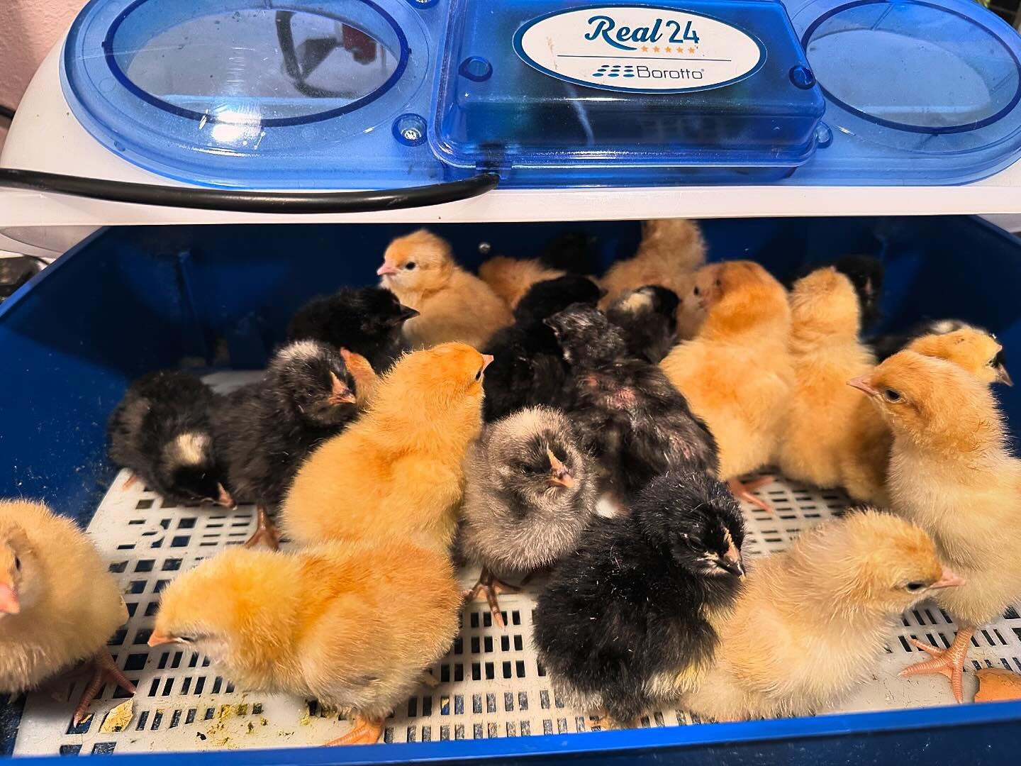 A new batch of chicks hatched from our incubators this week. An assortment of Buff Orpington, Cochin, Lavender orpington, Easter egger, Blue cuckoo maran, and barred rock mix are fluffy and ready for the world. If you are in the market for a baby chi