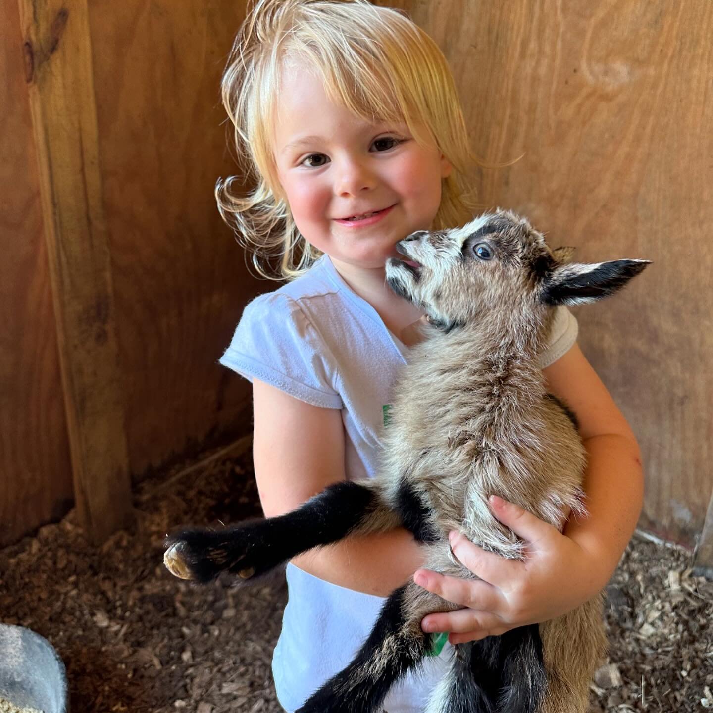 So many sweet learning moments growing up on a farm 🌞 a new baby goat was born today from our Alpine and  Nigerian Dwarf. Hope is smitten with little Miley #babygoats #nigeriandwarfgoats #farmlife