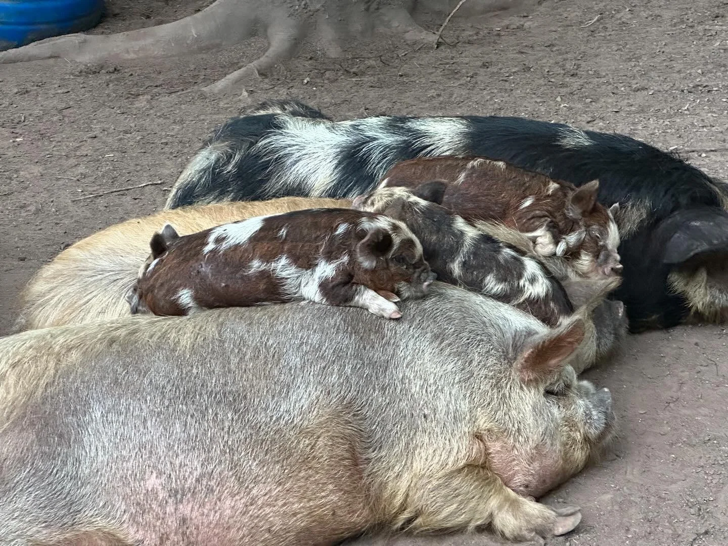 When the aunts let you have a sleepover so mom and dad can take a break 🤣 #kunekunepigs #pigletsofinstagram