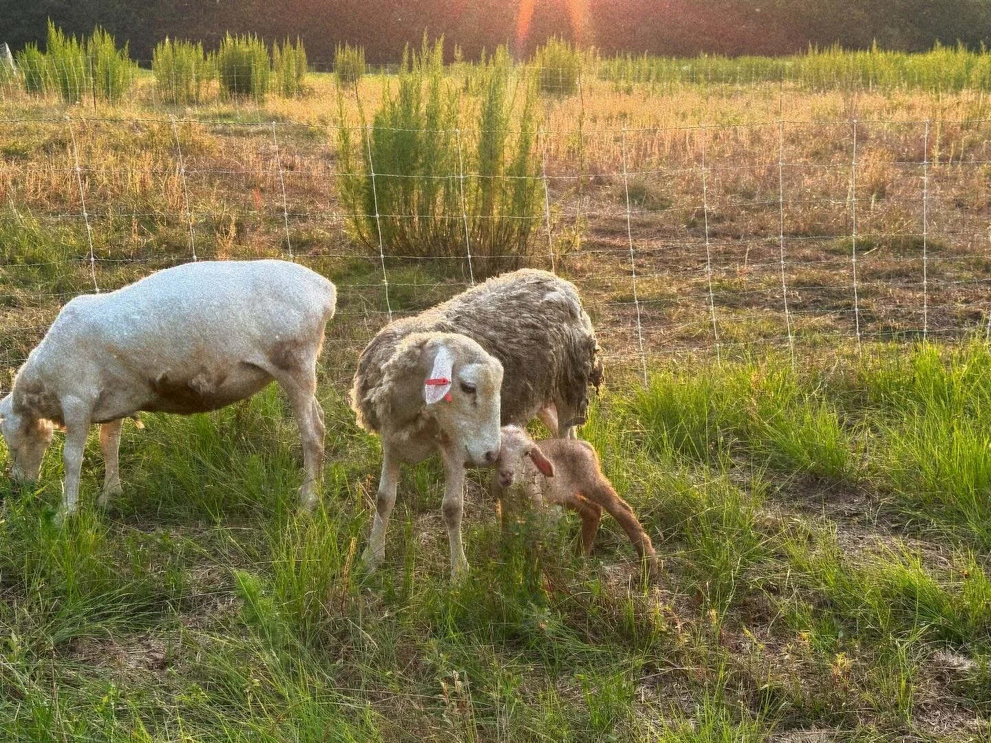 A late season lambing, such a pleasant surprise from our last mom to drop. We had a very productive lambing season this year and are so grateful 💗 #lambingseason #2024lambingseason #dorper #painteddesert #shepherd #shepherdess