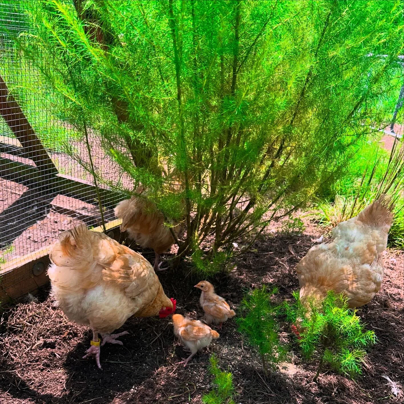 Been a grueling summer. Haven&rsquo;t had much content to share and between scorching heat and torrential downpours the ranch is just hanging on for dear life. But even with the chaos there is sweet life blooming. Our hens decided to go broody on us 