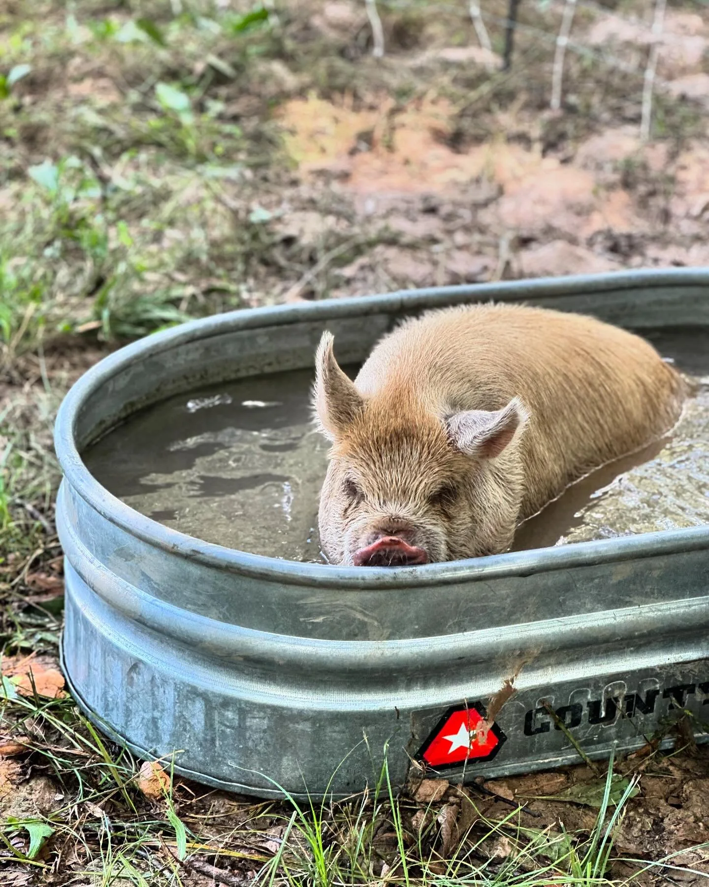 When the temps get high the kunes get cool whatever means necessary 🤣