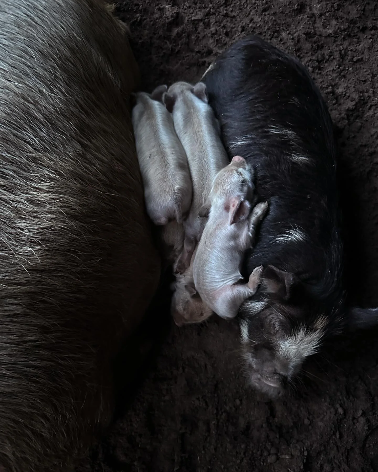 Big sister knows that the newest babes prefer all the cuddles 🐖 #kunekune #kunekunepigs #piglet #pig