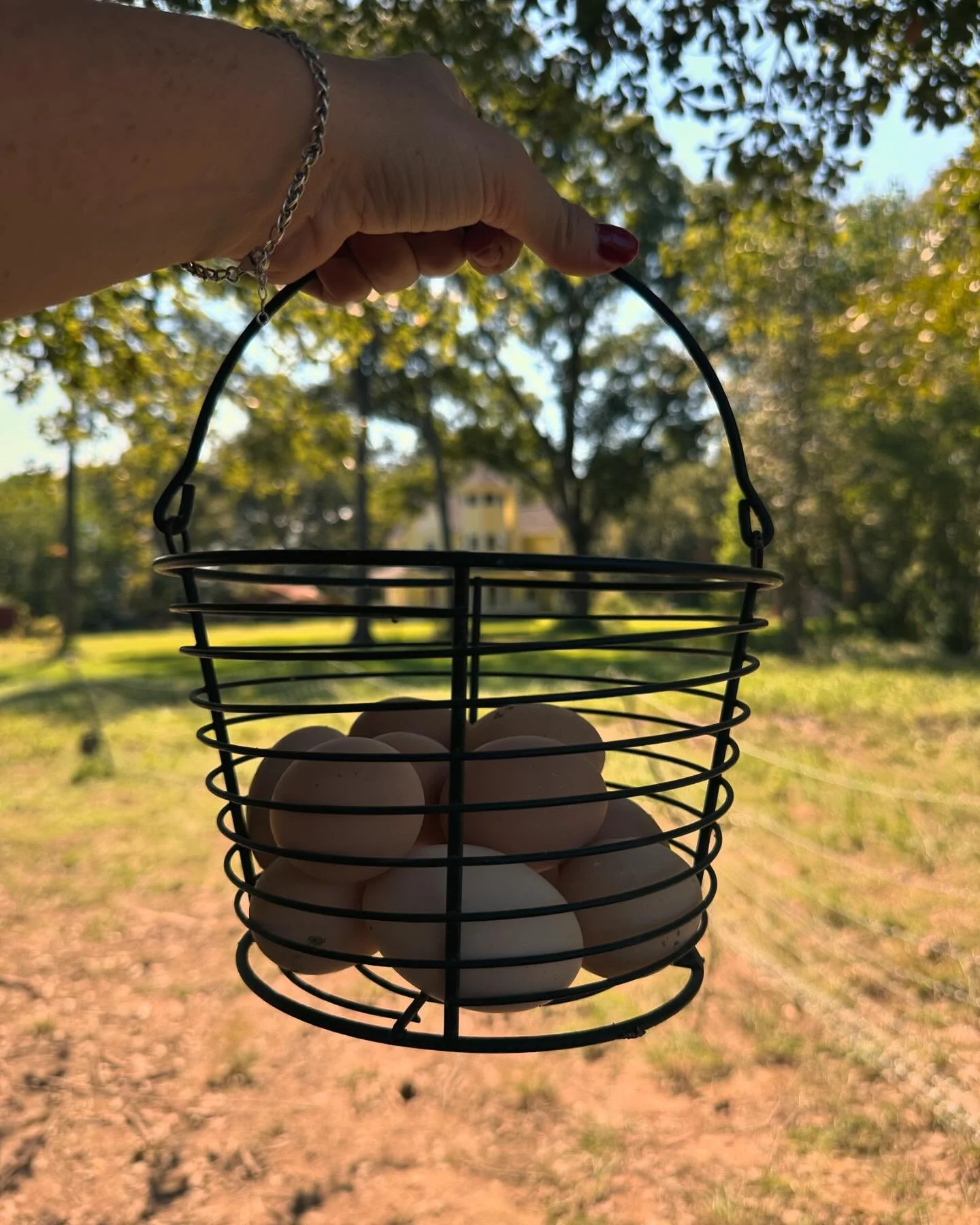 It&rsquo;s been a long, hot summer but the ladies are finally back in the business of laying 🥚 #lettheincubationbegin #bufforpington