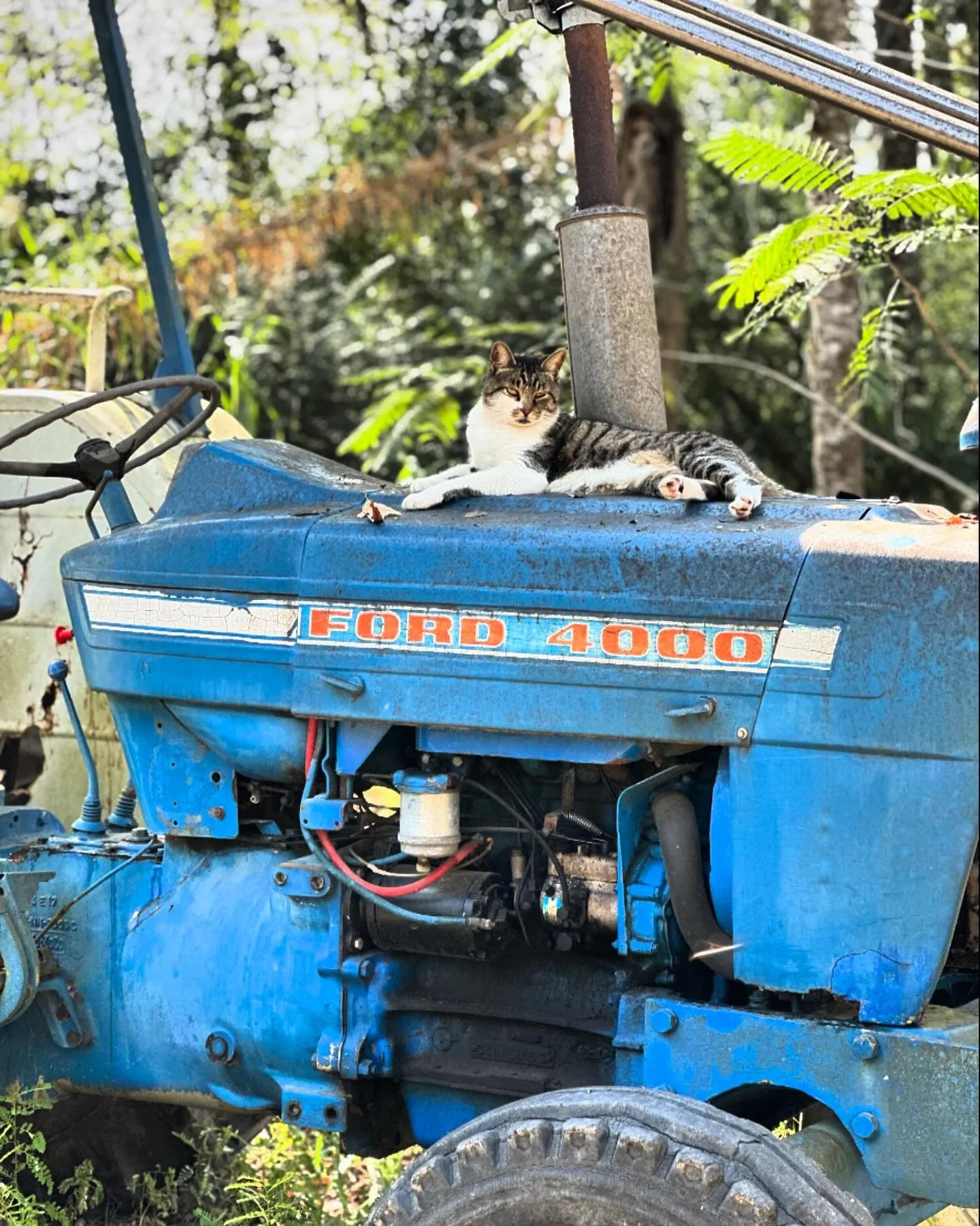 Everyone needs a good barn cat. Oliver has always been a fierce hunter and brilliant tractor guard 🚜🐈