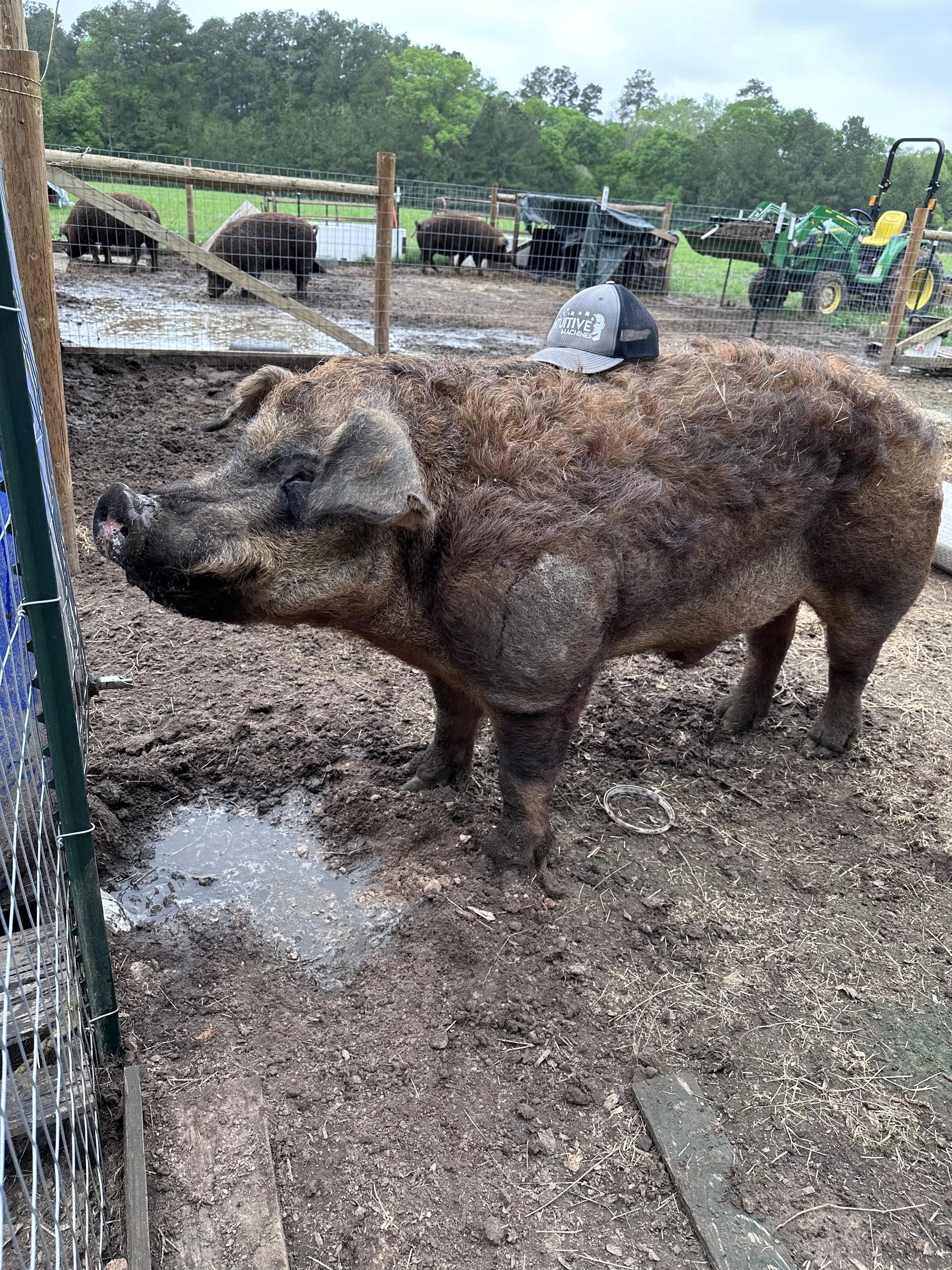 Water Systems That Don’t Suck: Nipples vs. Tubs vs. Troughs