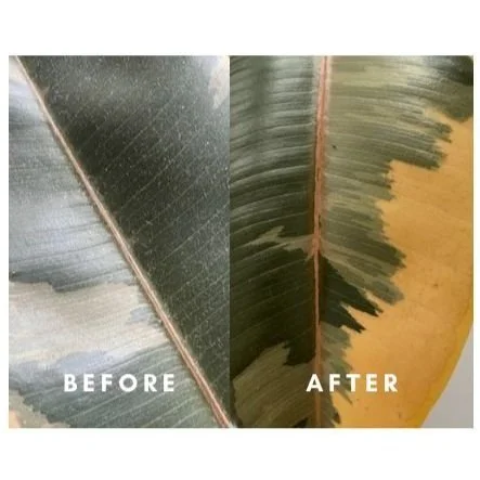 Picture of a rubber tree leaf after cleaning with Nutritional Leaf Spray compared to a dusty leaf before cleaning