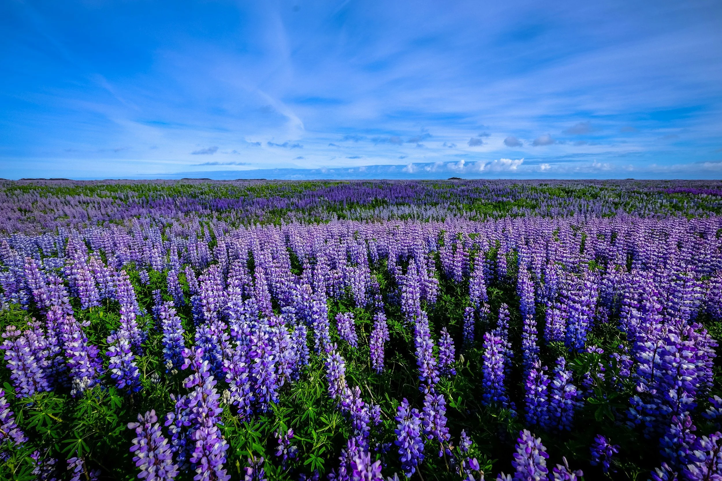 A vast field of purple and violet blooming flowers under a partly cloudy blue sky.