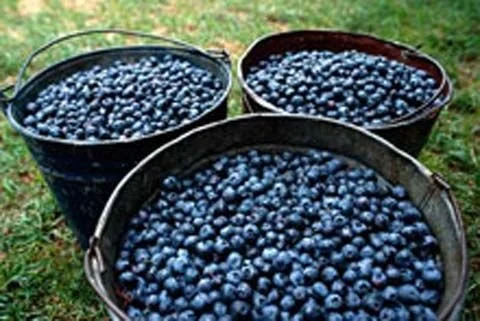 Wild Maine Blueberry