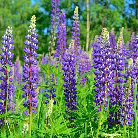 Lupine