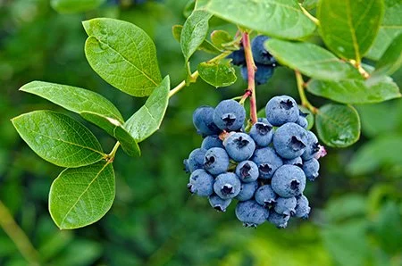 Bar Harbor Blueberry