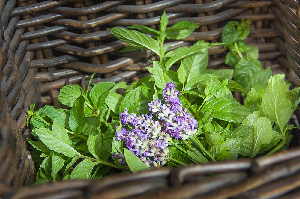 TLC Skin Therapy Lotion - 8 ounces